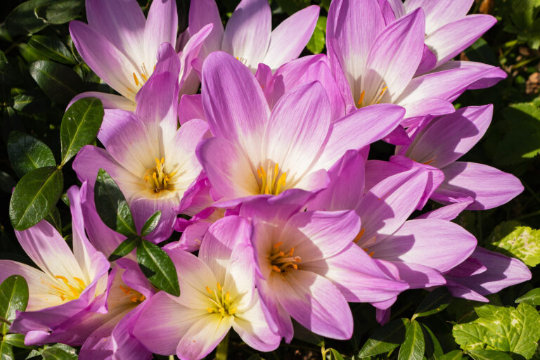 How to Grow Autumn Crocus — Colchicum