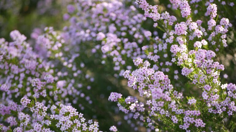 How to Grow Coleonema – Pink Breath of Heaven