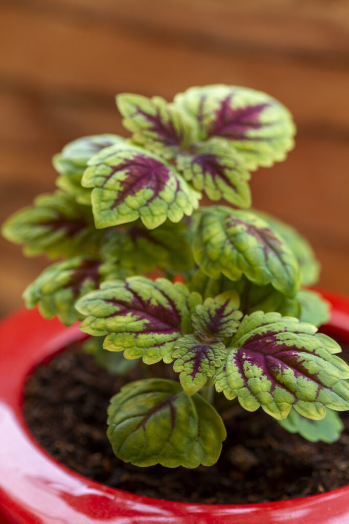 Coleus