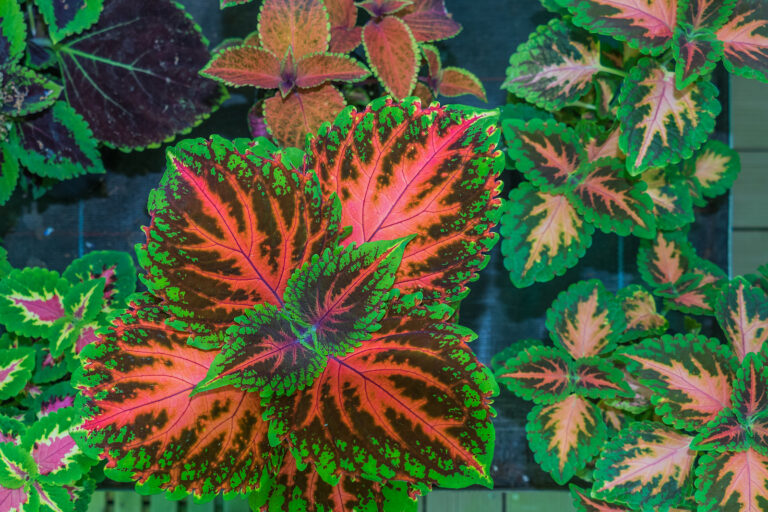 How to Grow Coleus
