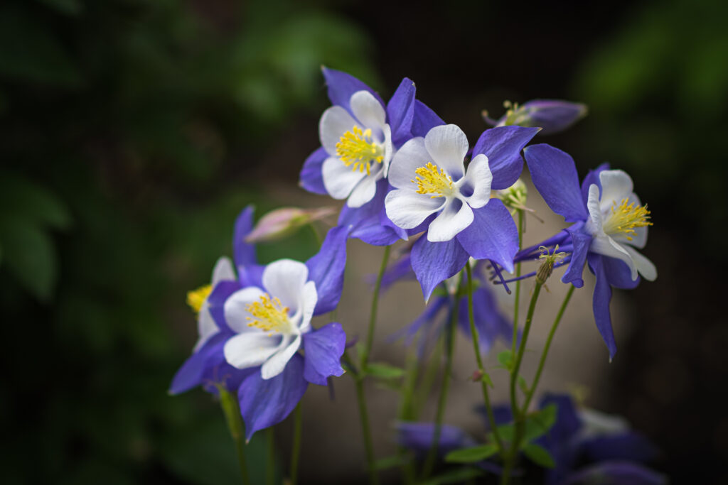 Purple columbine flowers 