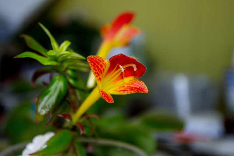 How to Grow Columnea – Goldfish Plant