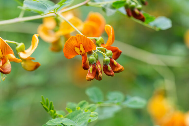 How to Grow Colutea – Bladder Senna