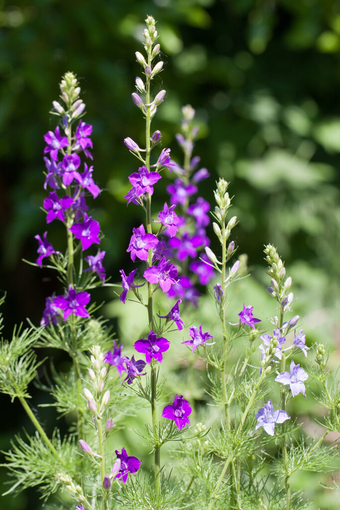 Larkspurs, Consolida ajacis 