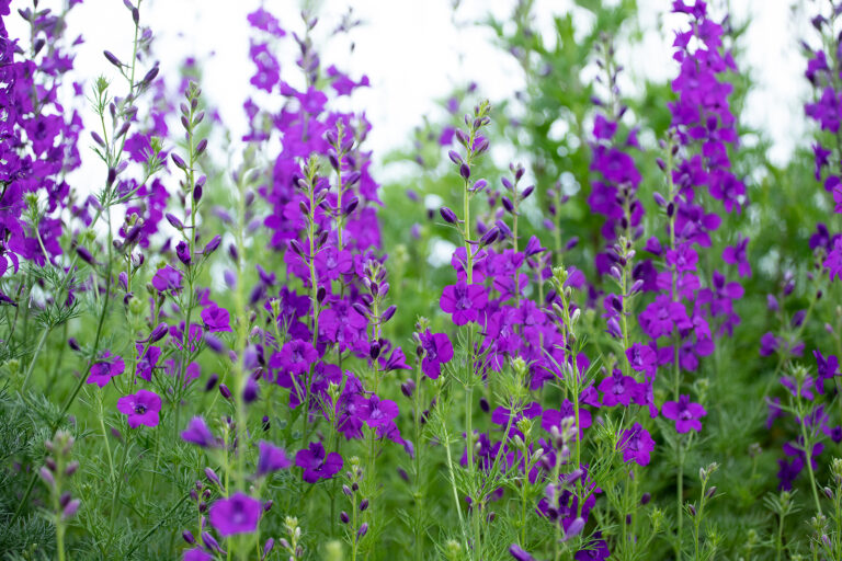 How to Grow Larkspur – Consolida