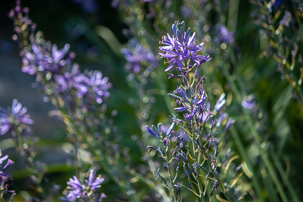 Larkspur, Consolida