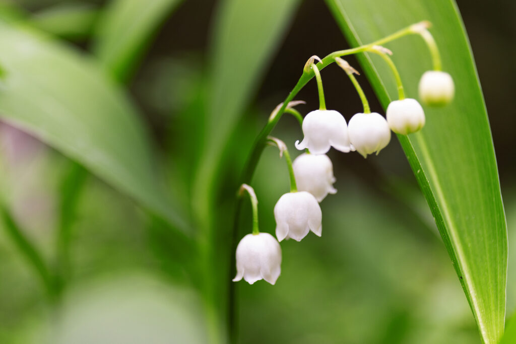 Lily-of-the-valley, Convallaria majalis