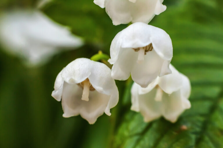 How to Grow Lily-of-the-Valley — Convallaria