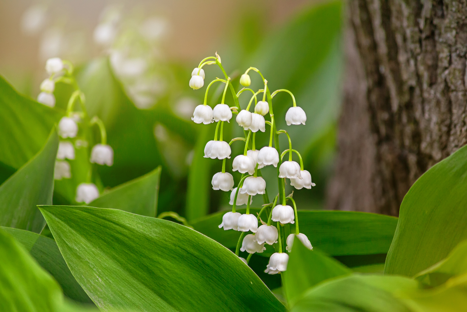 Lily of the valley (Convallaria majalis