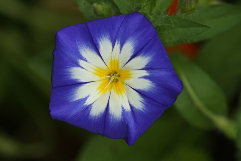 How to Grow Morning Glory — Convolvulus