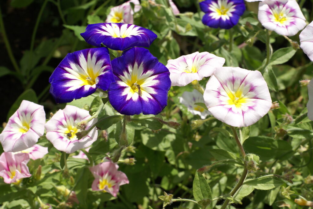 Flowers of Convolvulus tricolor in mixed colors.