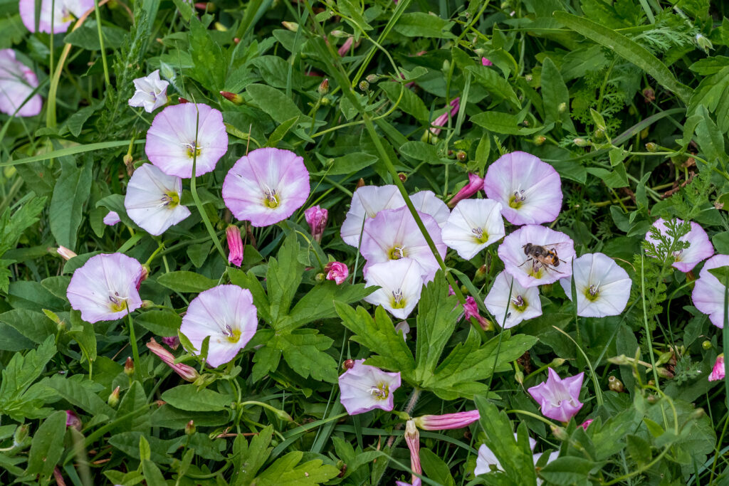 Field flowers Convolvulus arvensis