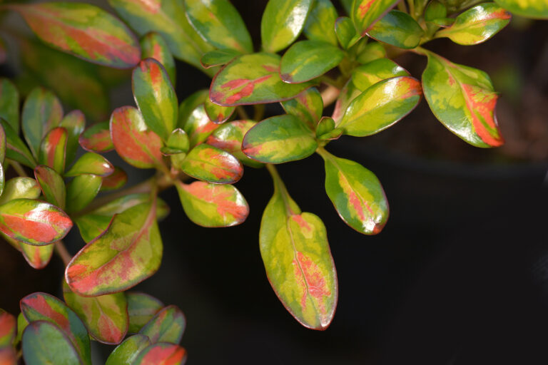 How to Grow Coprosma – Mirror Plant