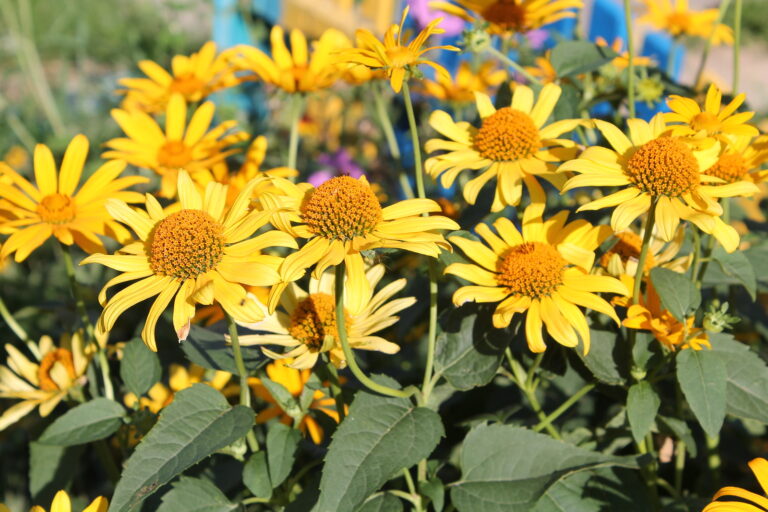 Rabbit-Resistant Flowering Plants