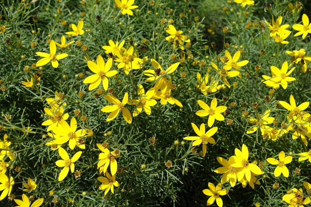 Tickseed Coreopsis verticillata in late summer