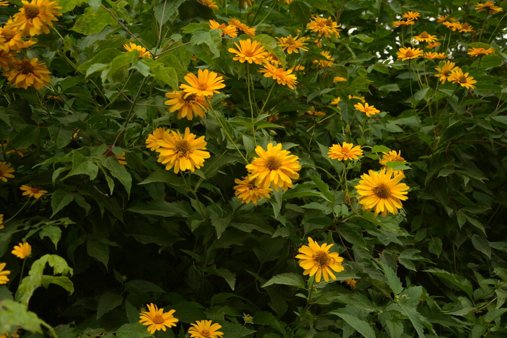 Lance-leaved coreopsis, Coreopsis lanceolata