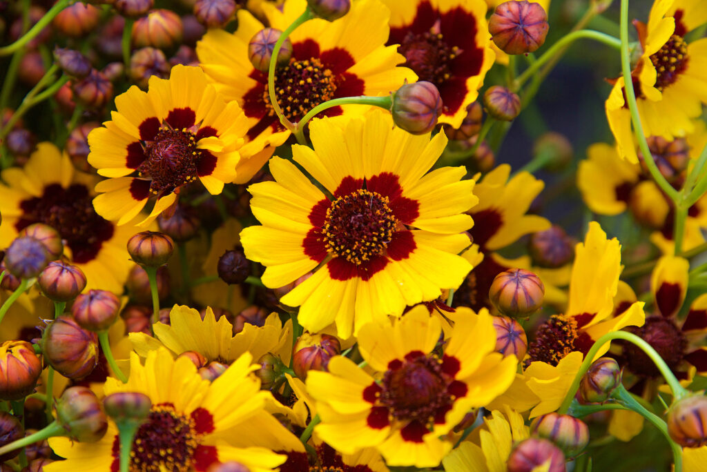  Coreopsis tinctoria commonly called Plains coreopsis or Calliopsis