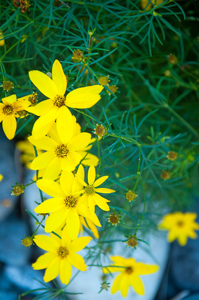 Coreopsis verticillata, 'Zagreb'