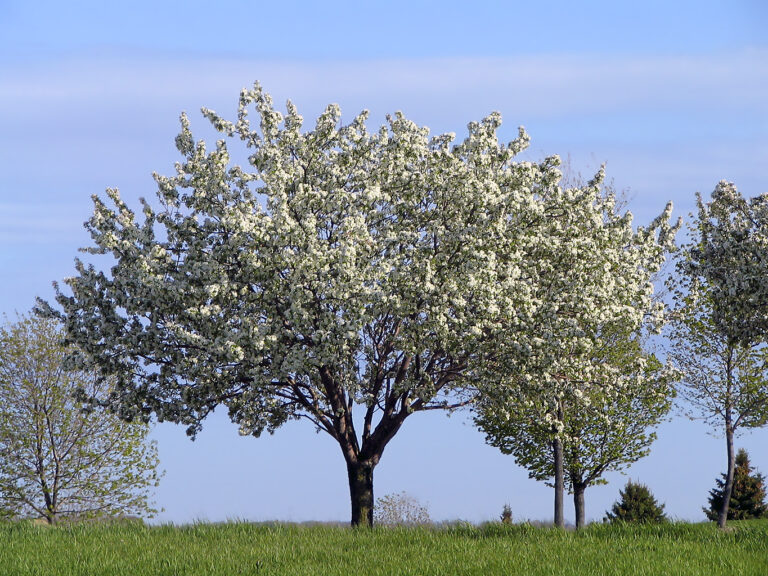 Trees for Clay Soil