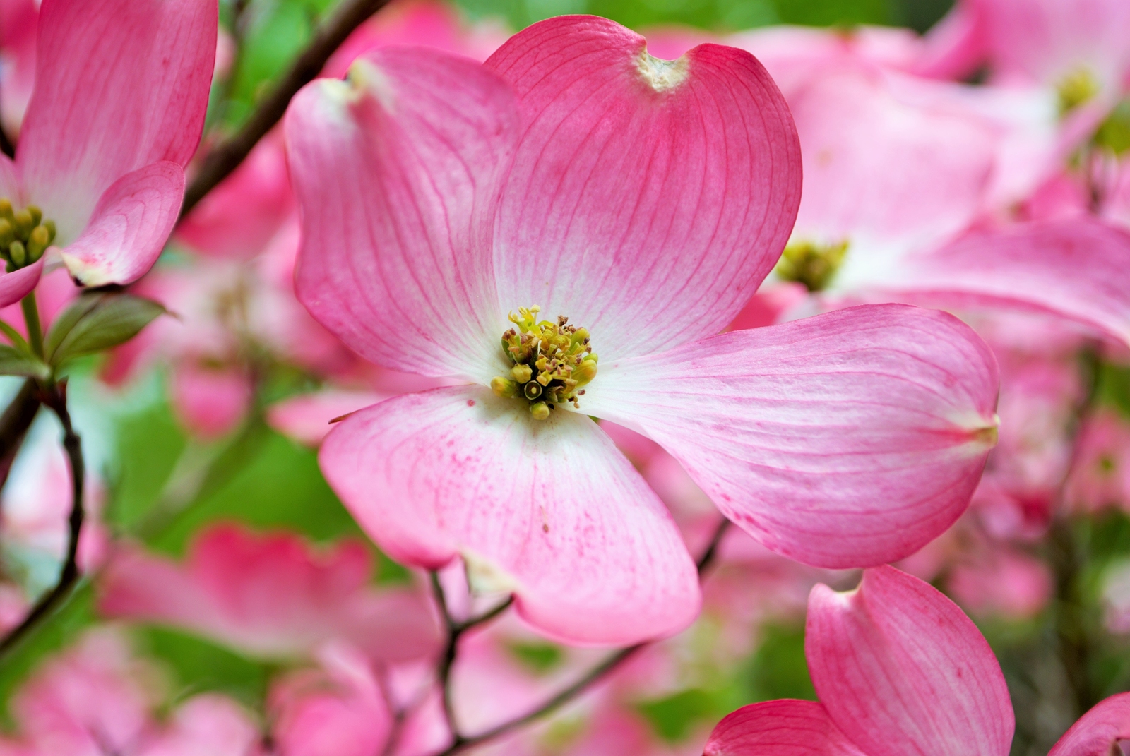 Pink Cornus florida
