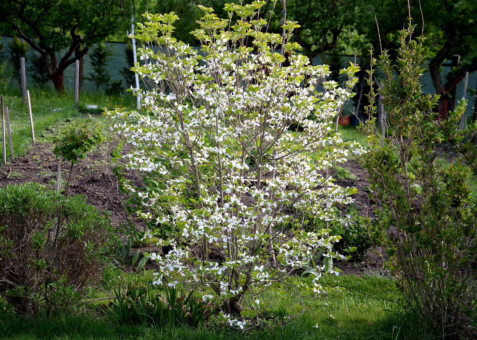 cornus kousa