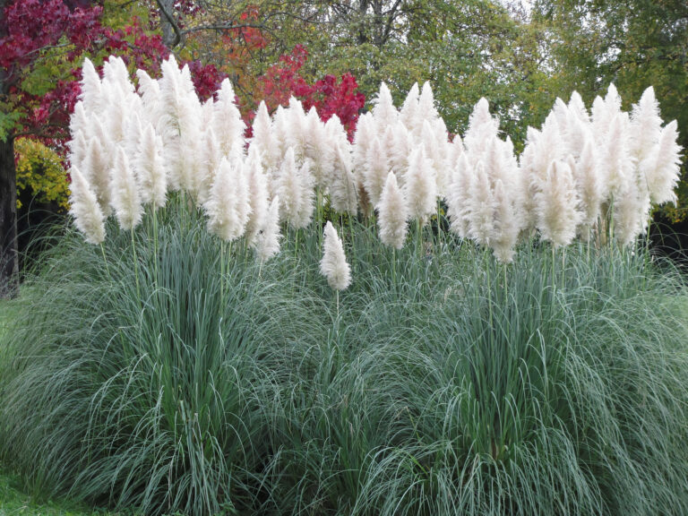 Ornamental Grasses in the Garden