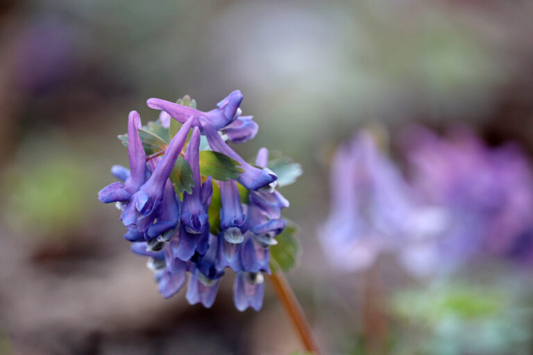 How to Grow Fumewort — Corydalis