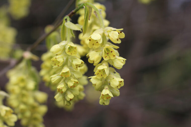 How to Grow Corylopsis – Winter Hazel
