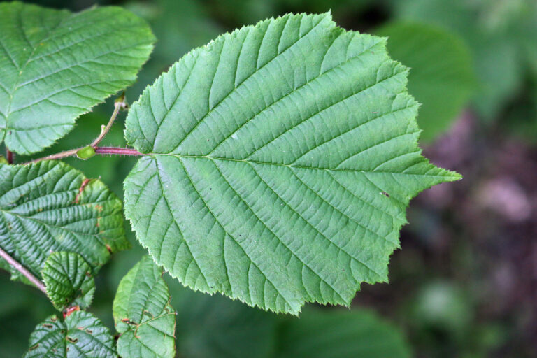 How to Grow Filbert, Hazelnut – Corylus