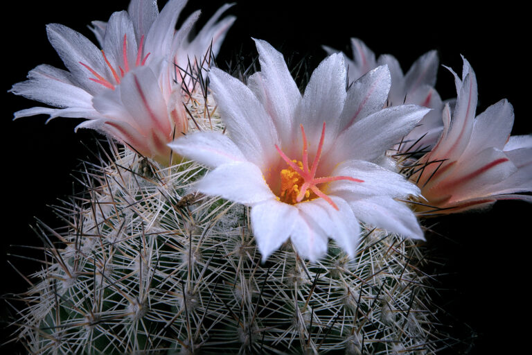 How to Grow Coryphantha Cactus
