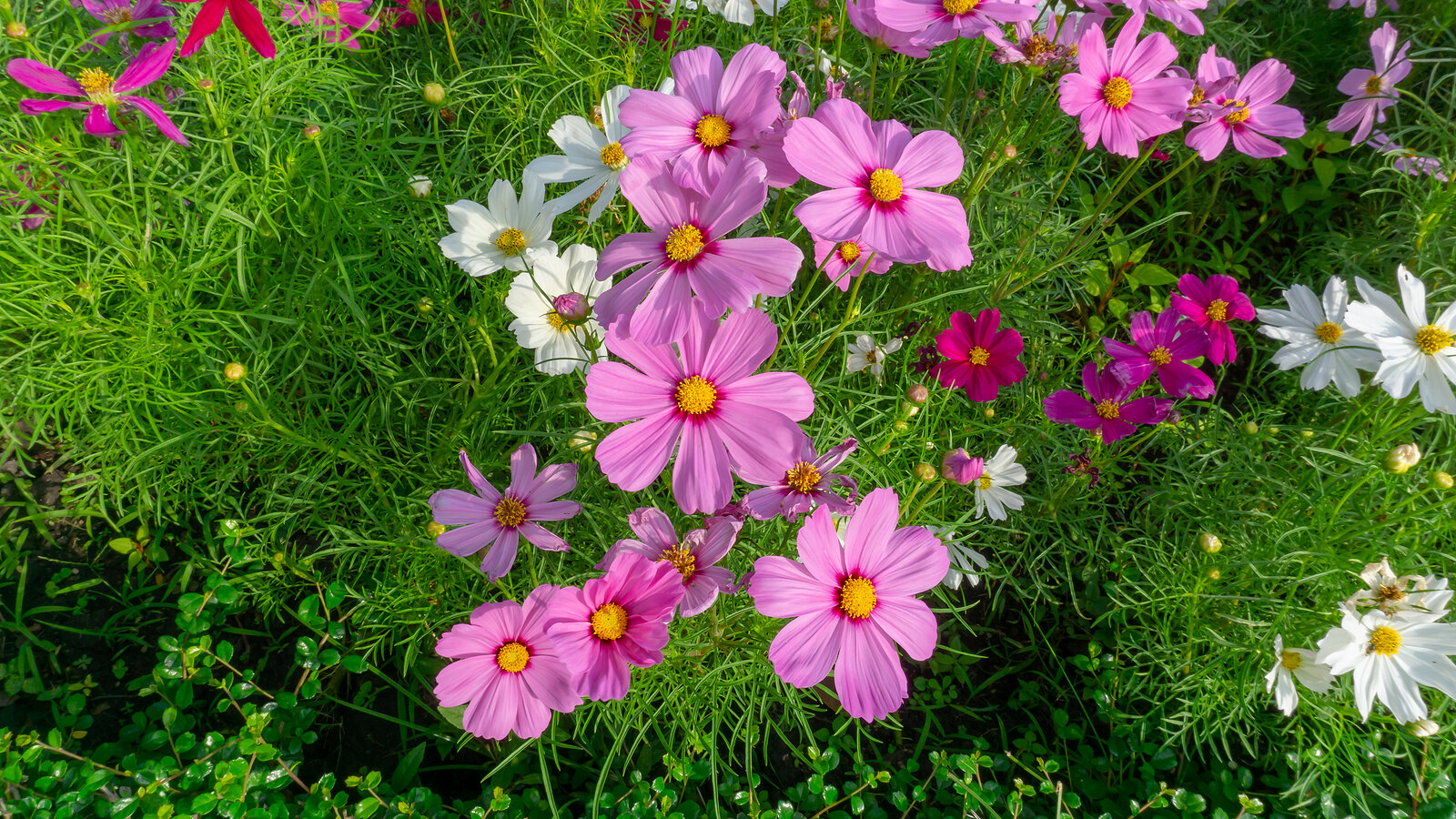 Cosmos