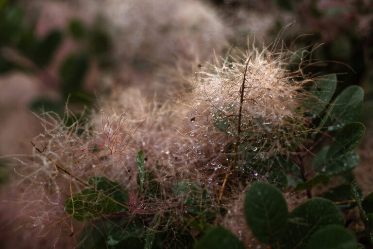 Cotinus smoke-like infloresence