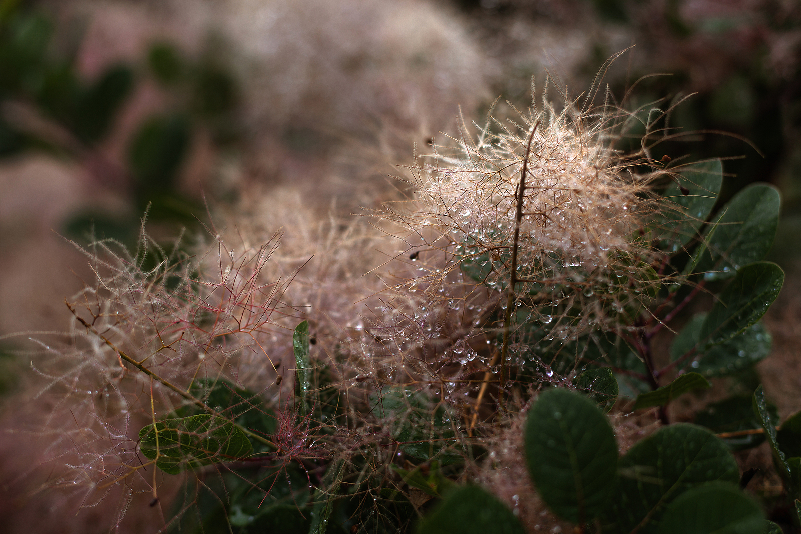 Cotinus smoke-like infloresence