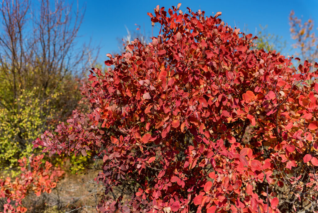 Cotinus, smoke tree