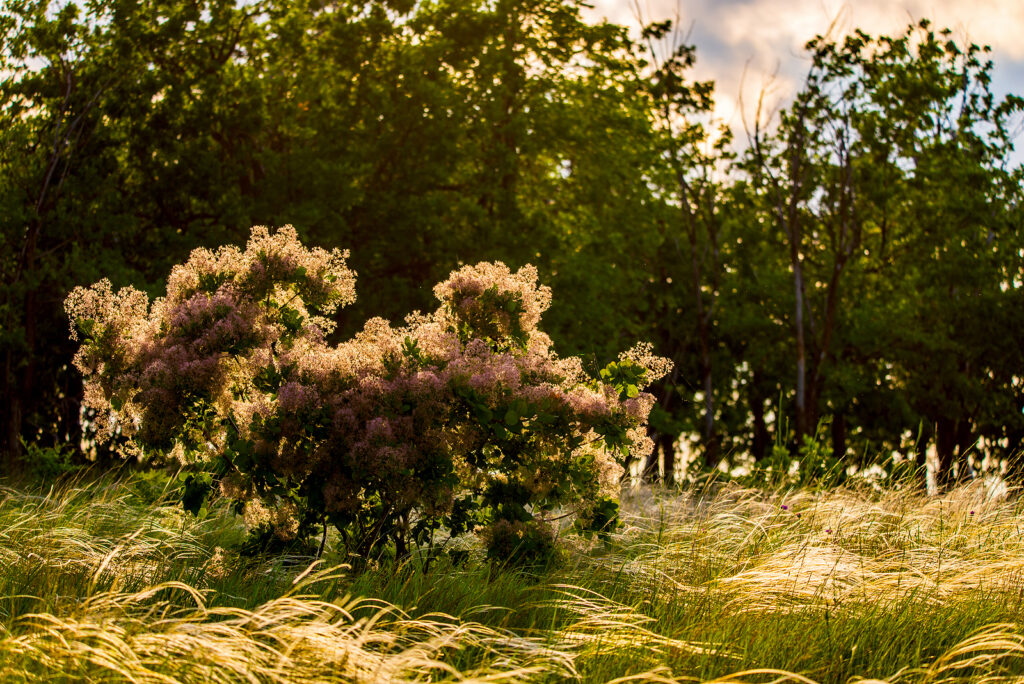 Cotinus coggygria in summer bloom