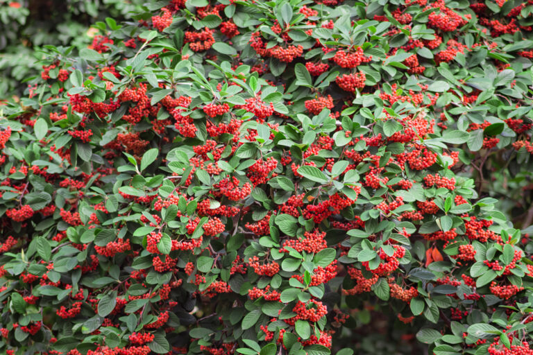 How to Grow Cotoneaster
