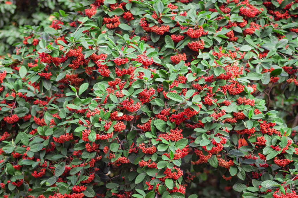 Cotoneaster