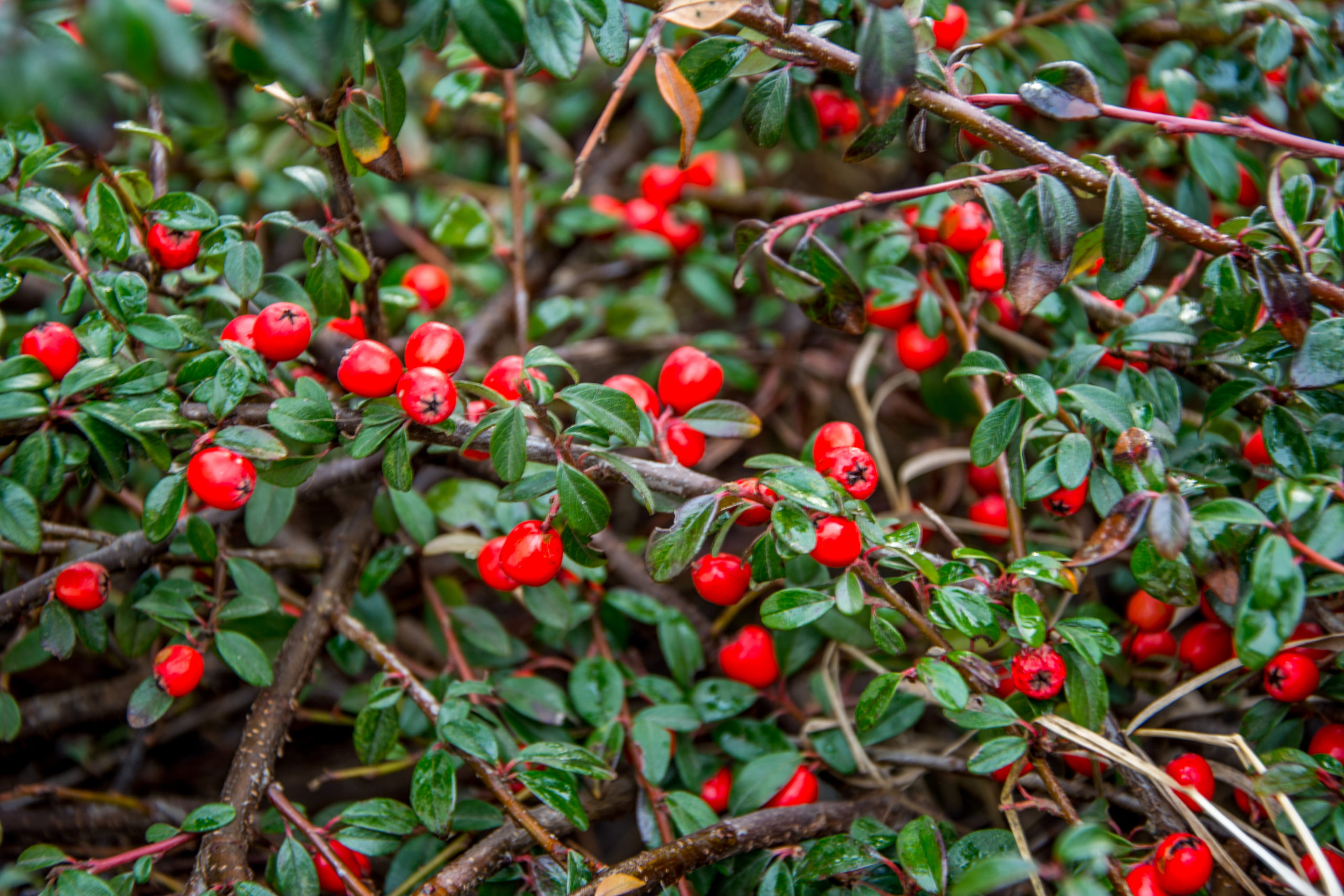 Cotoneaster