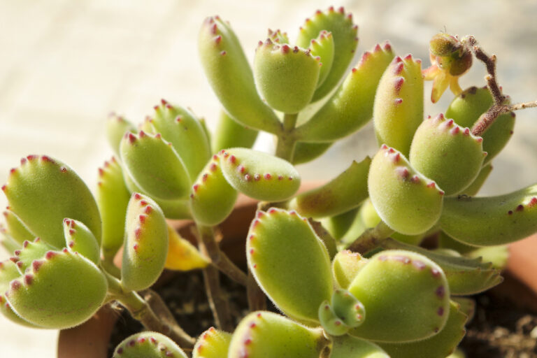How to Grow Cotyledon