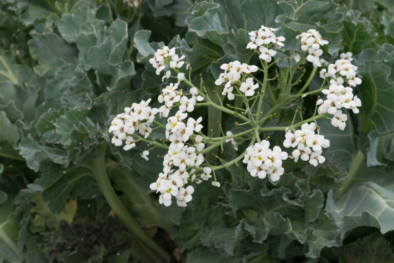 How to Grow Colewort — Crambe