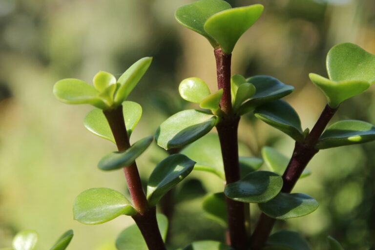 How to Grow Jade Plant – Crassula