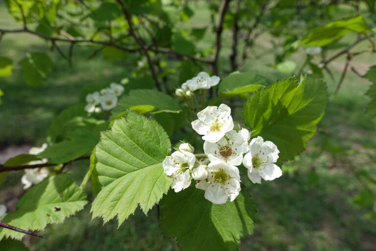How to Grow Hawthorn — Crataegus