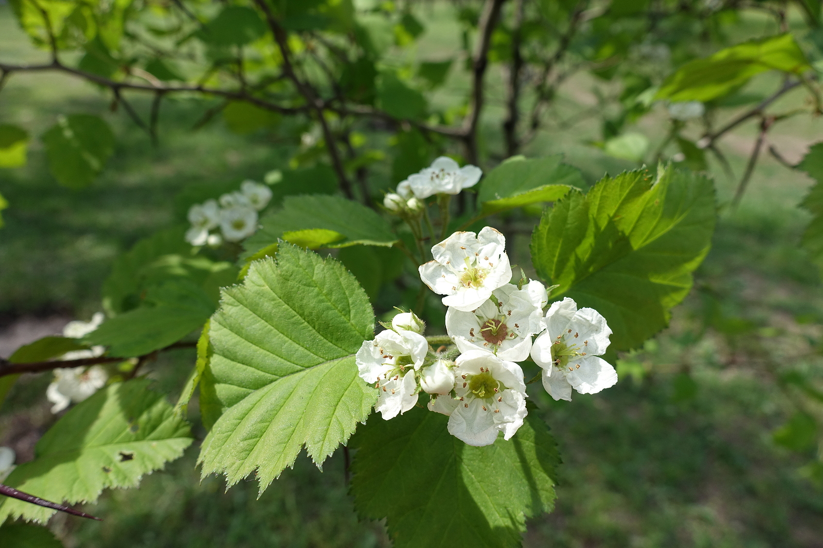 downy hawthorn leaf