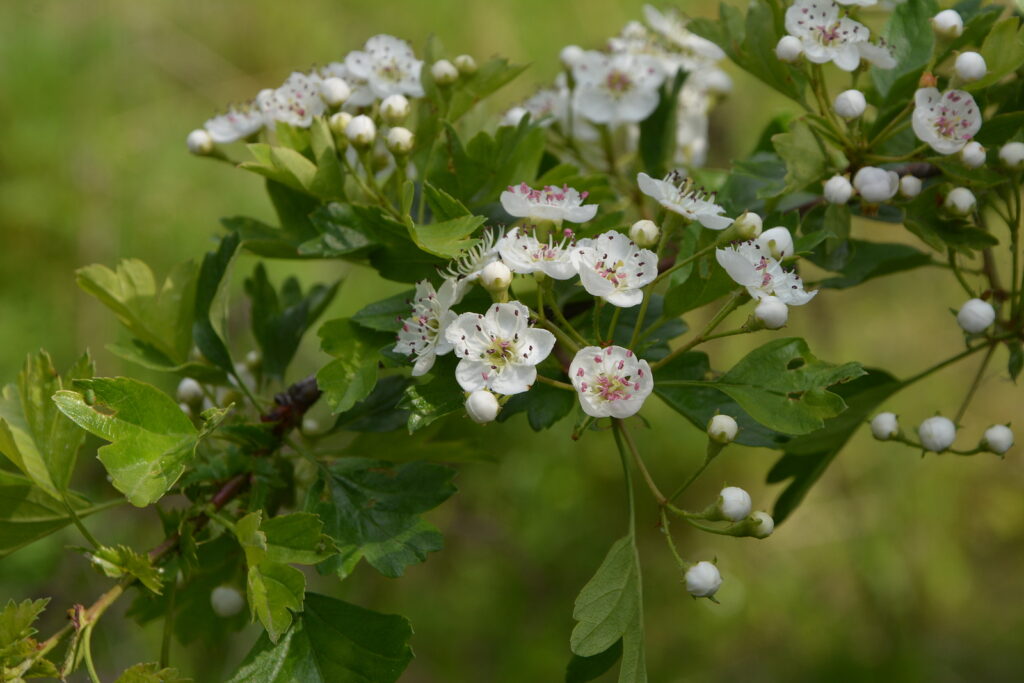 How to Grow Crataegus - Hawthorn