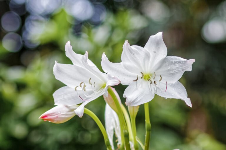 How to Grow Milk-and-Wine Lilies — Crinum
