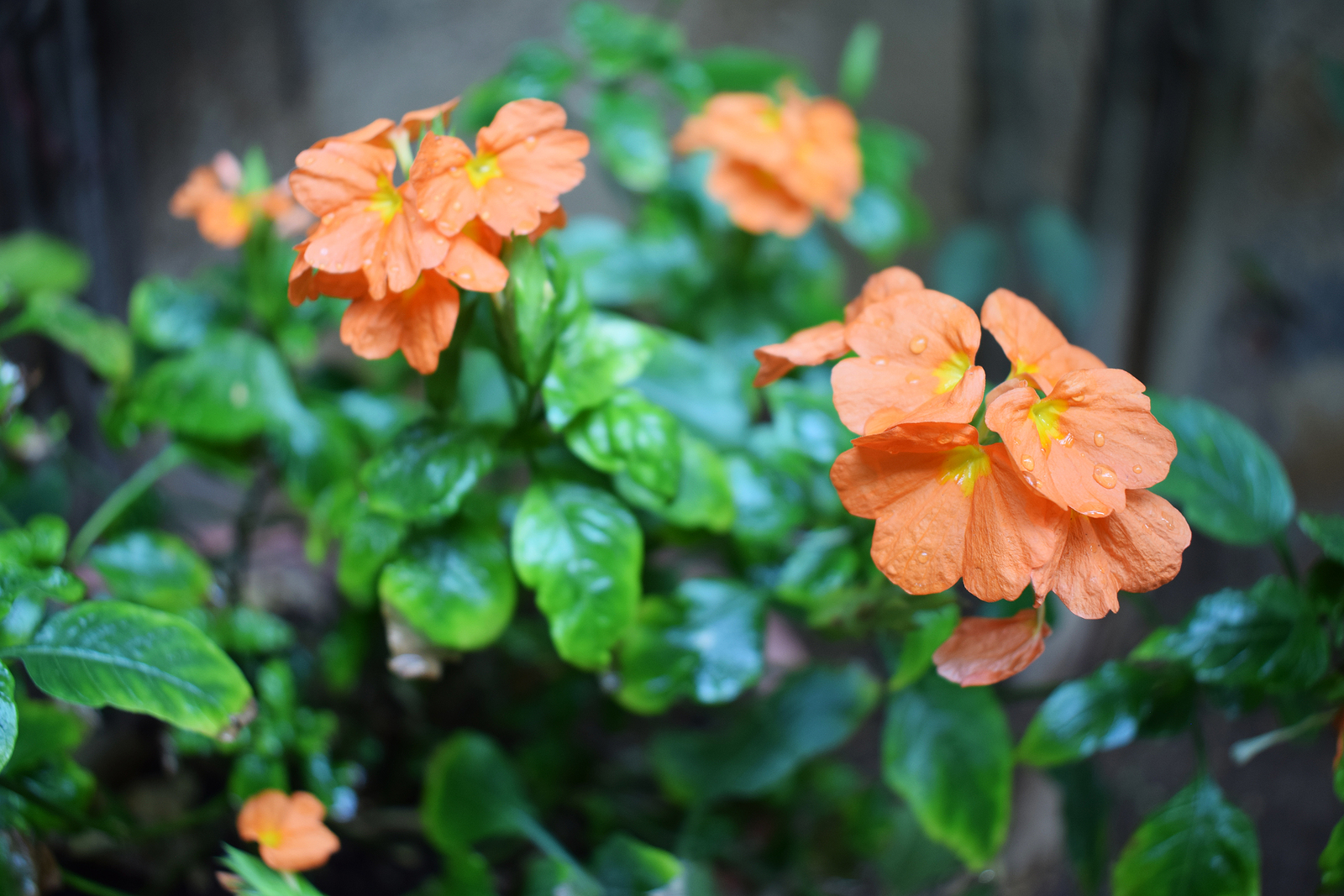 How to Grow Crossandra Firecracker Plant