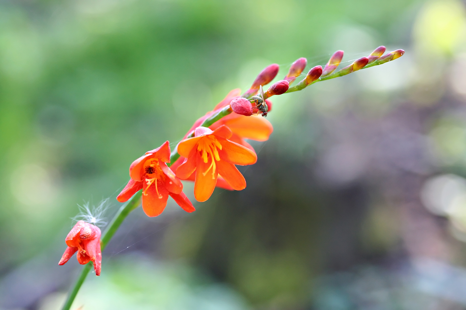 How to Grow Crocosmia Montbretia