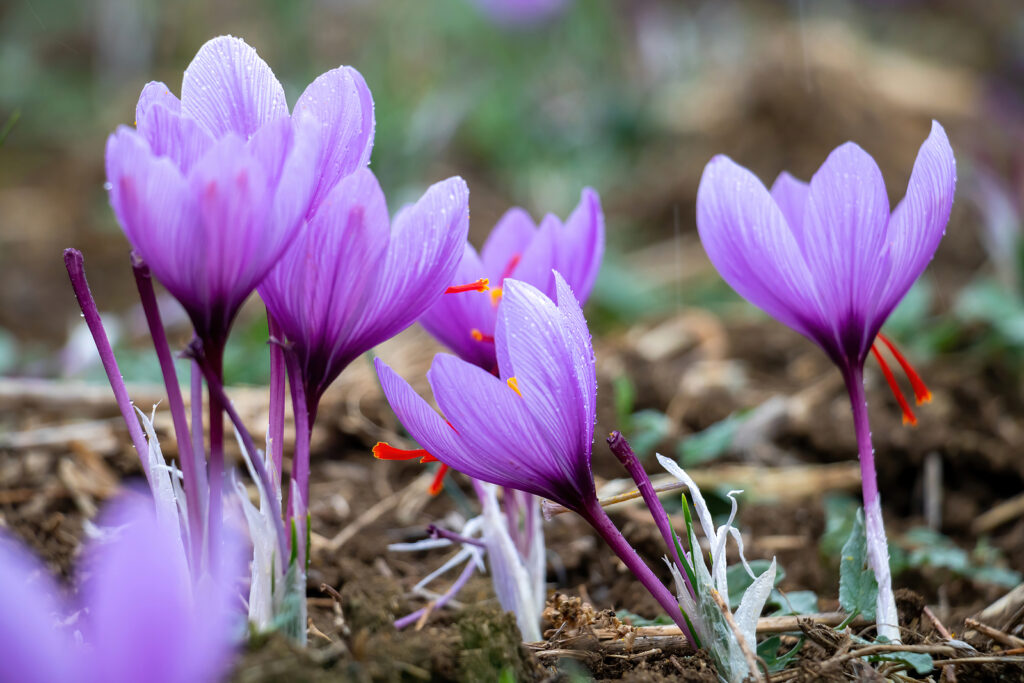 Saffron flowers, Crocus sativus
