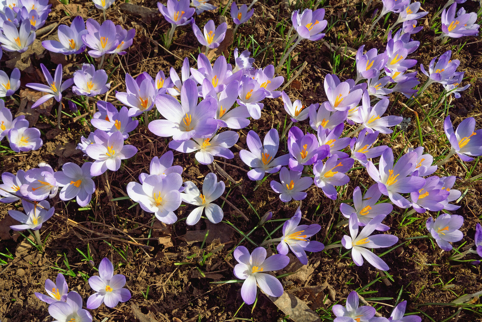 Flowers of crocus (Crocus Vernus)