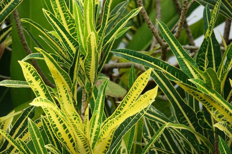 How to Grow Croton — Codiaeum